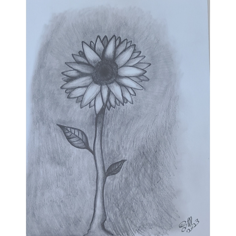ORIGINAL OOAK Sunflower Pencil Drawing (unframed)